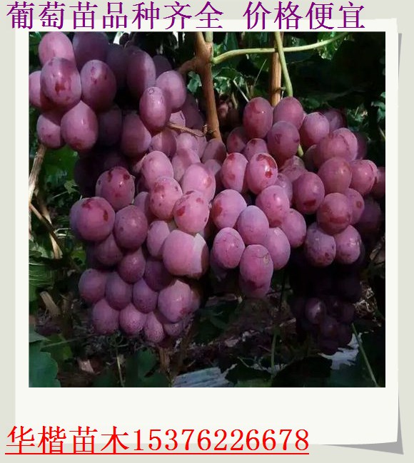 晨香葡萄苗便宜的基地