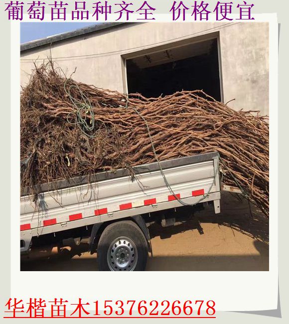 藍寶石葡萄苗口感好嗎