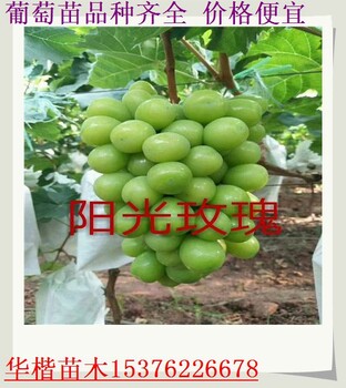 頭條信息：1公分葡萄苗便宜的/技術(shù)管理方法