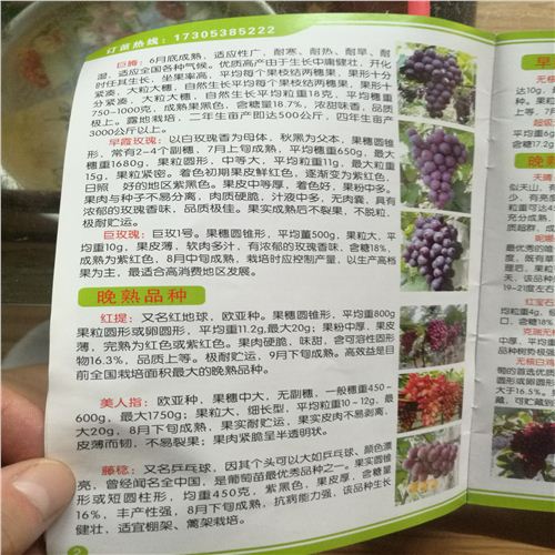 仙游早霞玫瑰葡萄苗√品種