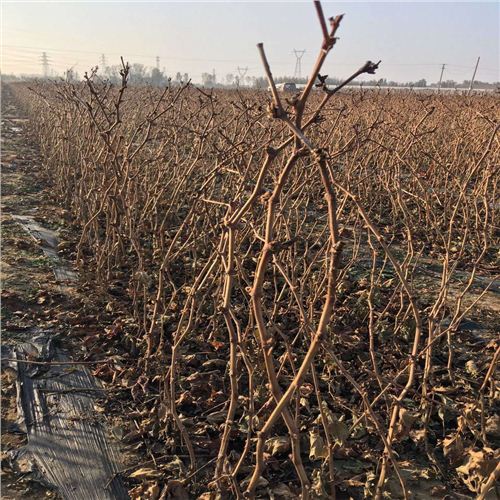 容城黑香蕉葡萄苗种植基地