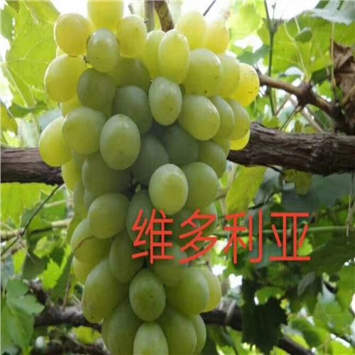 仙游早霞玫瑰葡萄苗√品種
