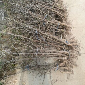 浠水梨棗樹(shù)苗種植基地