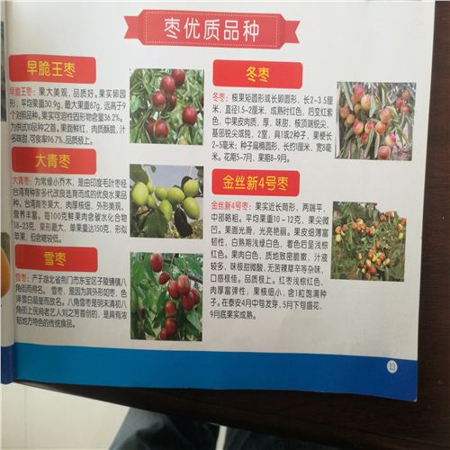 盤錦圓玲棗苗品種如何