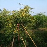 鄢陵5公分枣树苗免费送种植技术图片2