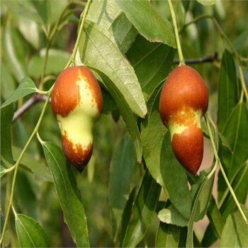 紫金3公分棗樹挖苗價格