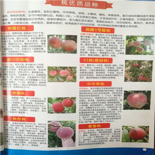 桃樹原生苗種植及時間