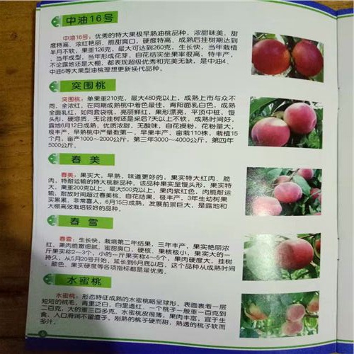 黑桃成苗什么地方有賣昌吉桃樹新品種