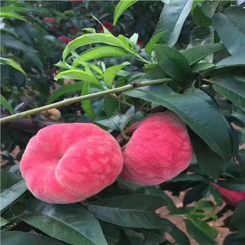 黑桃成苗哪里數(shù)量多陜西延安桃樹(shù)新品種