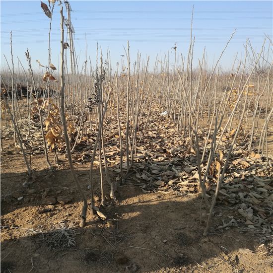 紅光板栗苗商戶價(jià)格洛南桃樹