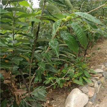 鳳城5公分板栗樹(shù)價(jià)格表