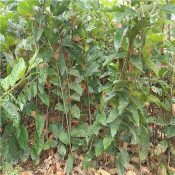 5公分板栗樹栽植技術(shù)