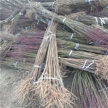 蜂糖李子苗哪家好涿鹿縣西梅藍蜜樹苗