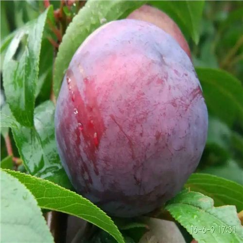 保定青脆李子苗品種簡(jiǎn)介