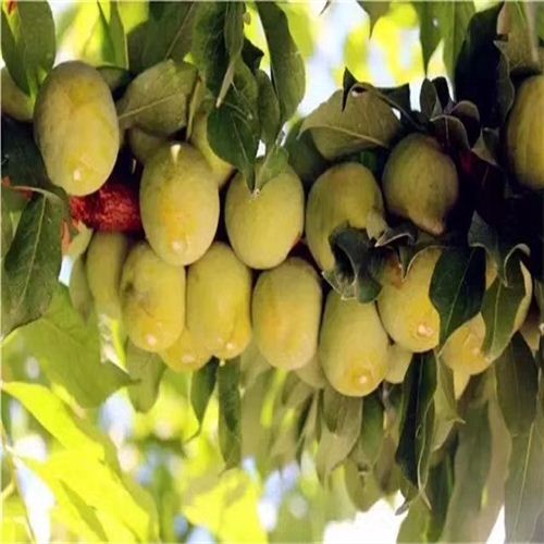 新河縣西梅女神樹苗紅心李子苗批發(fā)