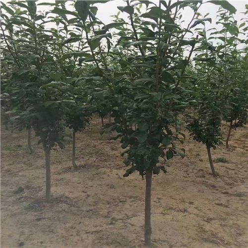 凱里5公分李子樹(shù)新優(yōu)品種