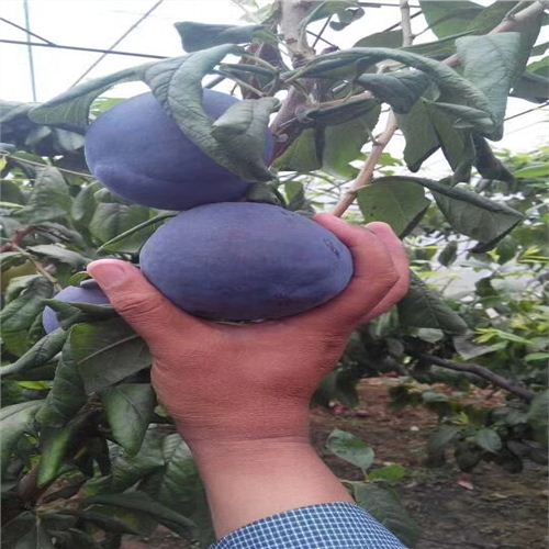 味厚李子苗品種