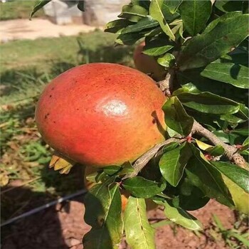 會東縣3公分石榴樹點擊查看