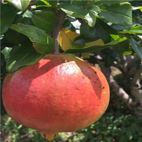 大紅一號(hào)石榴苗供應(yīng)商五臺(tái)5公分石榴樹(shù)