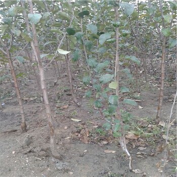 黑钻苹果树苗种植要领贞丰县7公分苹果树