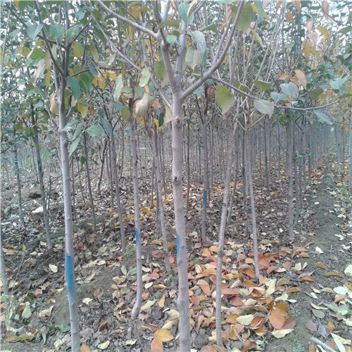 恩施9公分蘋果樹，10公分蘋果樹苗技術(shù)