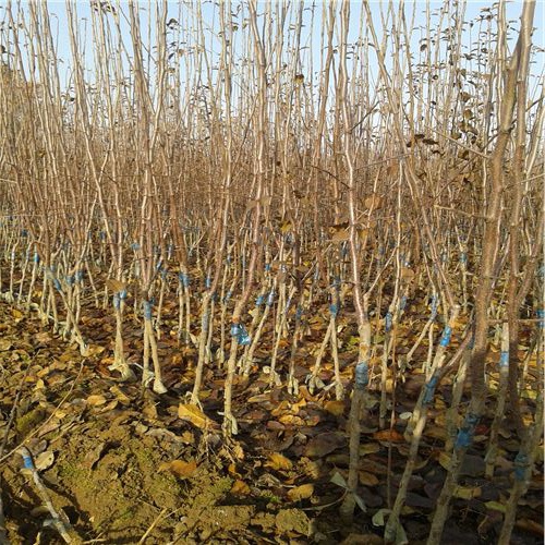 太原7公分蘋果苗，錦繡海棠樹產(chǎn)區(qū)在哪