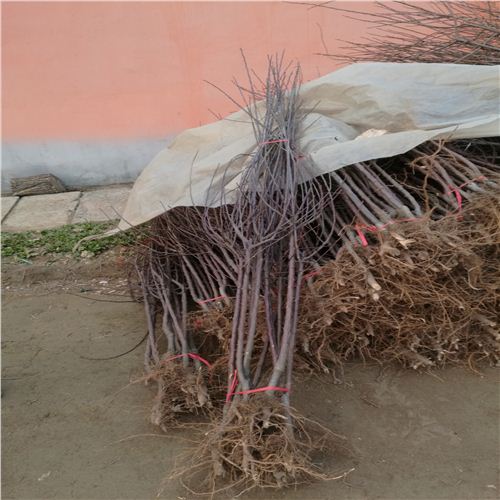 煙富8號蘋果苗基地合水縣錦繡紅蘋果苗