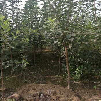 大連富士蘋果苗銷售熱線
