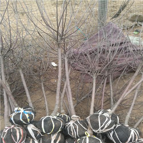 美八蘋果苗種植要領(lǐng)