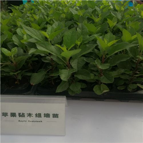 南寧3公分蘋果樹苗品種純嗎