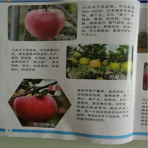 鷹潭珍珠蘋果苗求購