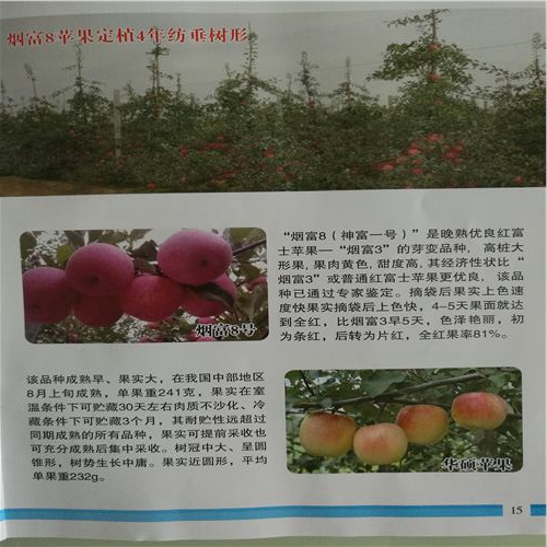 海林松本錦蘋果苗免費(fèi)技術(shù)資料