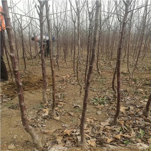 苹果树苗市场价雅江县1号苹果苗