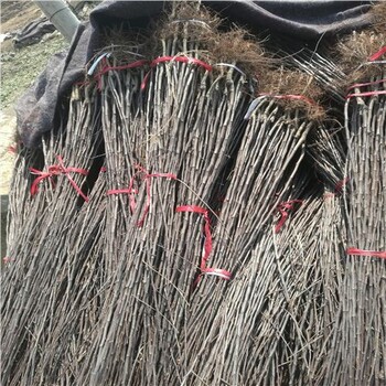 金世紀(jì)蘋果苗有優(yōu)惠嗎劍河縣哈頓蘋果苗