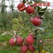 红宝石甜苹果苗怎么采购陇西县信浓红苹果苗