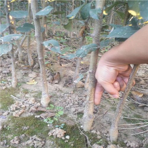 紅寶石蘋(píng)果苗種植要領(lǐng)阜康雞心果苗