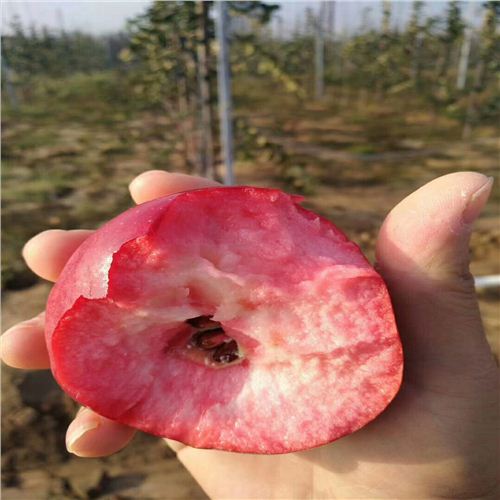 北海寒富蘋果苗，9公分蘋果樹苗哪里有賣
