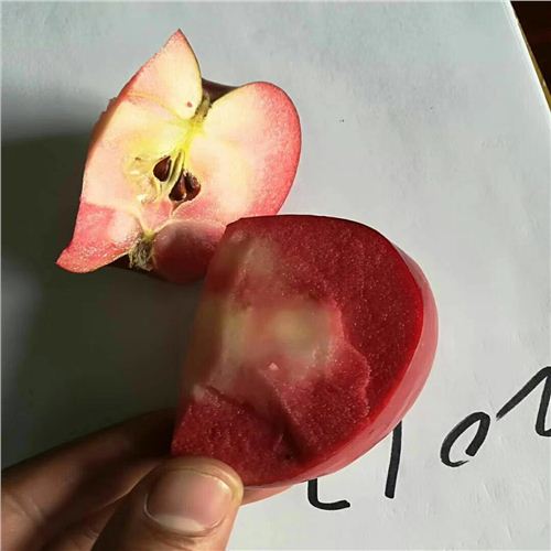 泰來(lái)華星蘋(píng)果苗哪里數(shù)量多