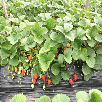 草莓苗康保日本白草莓苗货源地