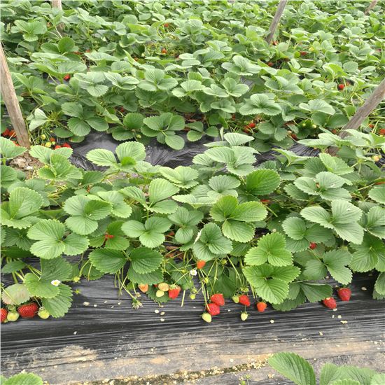 达赛草莓苗供应商
