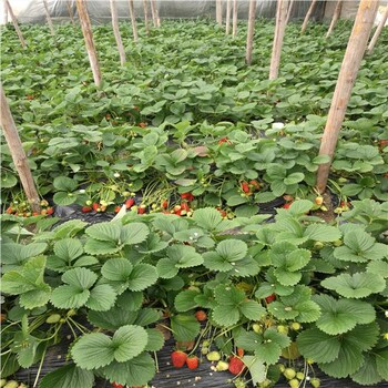 甘王草莓苗生长特性.草莓种苗品种好吃
