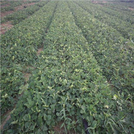叙利亚草莓苗应用草莓苗