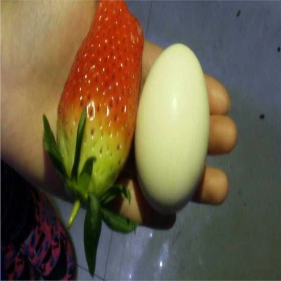 五寨草莓苗优良心品质