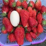 圣诞红草莓苗品种展示图片4