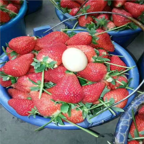 草莓苗塔城佼姬草莓苗哪里数量多