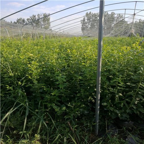 藍莓苗保定藍塔藍莓苗