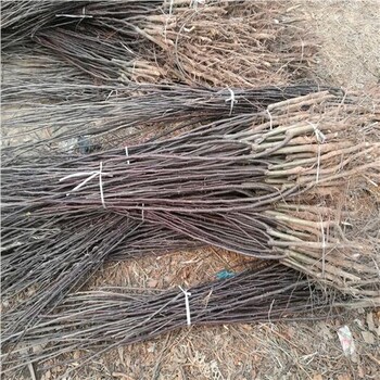 梨樹(shù)苗開(kāi)魯什么地方有賣