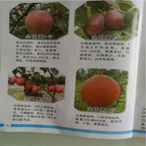 秦酥梨樹苗挖苗價格