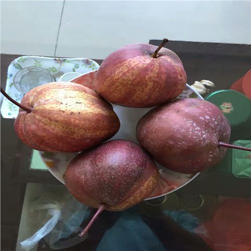 漯河翠玉梨苗基地報(bào)價(jià)