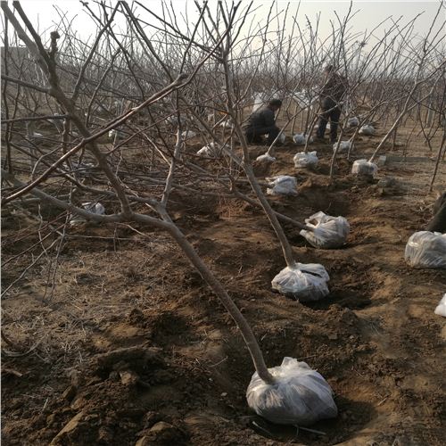 山楂苗效果好嗎內(nèi)鄉(xiāng)黃果山楂苗